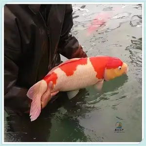���ͽ���������ܶ��� ���������� ��ʳ�Ժ�����