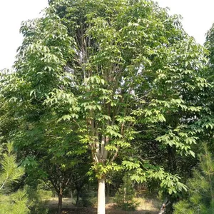 西藏拉萨精品七叶树苗木基地价格行情