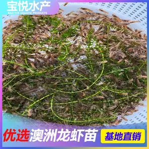 福建南平小龙虾苗图片良种 宝悦水产澳洲龙虾苗