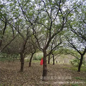 美化缘 果梅价格 新鲜梅子 欢迎选购