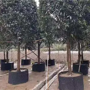 ���Ի�����ľ��������ظ����� ��30cm���Ͽظ��� ��ľ����Χ��