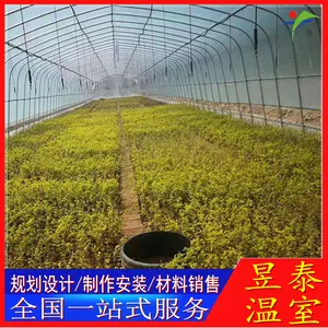 ������������ױ�Ĥ�����߲�������ֲ��̩���Ҳ���YTWSCQ1679