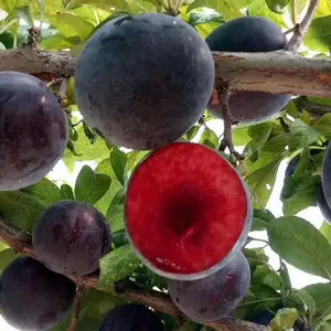 �����ߺųɻ�***������_С�ο��溦������_��С��������ֲ����