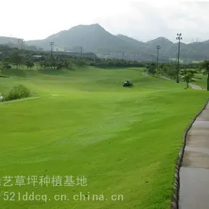 潍坊草坪|早熟禾草坪养护|果岭草一平方米