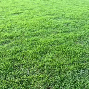 结缕草每捆价格 信誉可靠日本结缕草坪勇橙草皮绿化