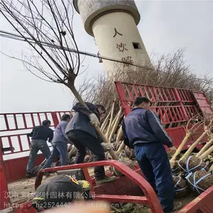 ���ֲ�Ҷ԰�� ��ޱ ��ޱ��Ʒ�� ��ľ��ֲ����