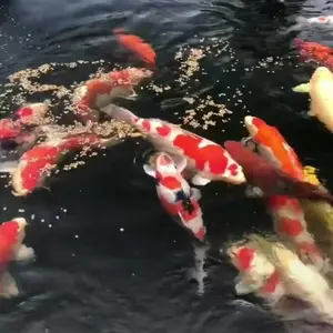 长宁专业出售各类锦鲤 锦鲤鱼苗 浙江养殖基地 淡水鱼
