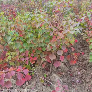 彩叶树乌桕小苗供应 1-5年乌桕苗木价格