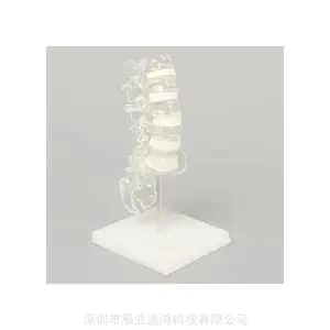 SAWBONES 1701-124脊柱解剖透明模型