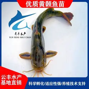 ���ݵ��԰����� �������� ������繩Ӧ��
