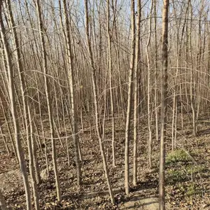 陕西商洛二乔苗木榆树小苗基地多少钱一颗,2公分榆树苗厂家批发,榆树小苗产地报价