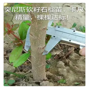 ���ʺ���������ʯ���� ͻ��˹����ʯ������ ���� ��ʯ����