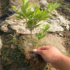 陕西渭南春鹃小苗厂里来电咨询