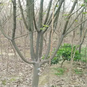 8���ֶ������� 14���ֶ������� ����ֱ��