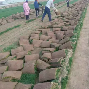 【河北草坪质量好】-【石家庄草坪品种优】-【栾城草坪有保障】