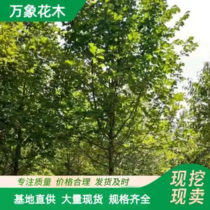 ���Թ�Ӧ .��Ҷ����ľС�� ԰��ͥԺ�쾰ֲ�� ��·ɫ���̻���