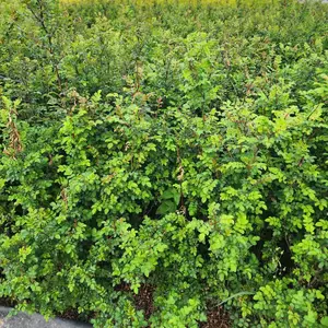 黄刺玫美化环境 红刺玫庭院植物 耐旱抗冻易成活 园林绿化苗木 基地发