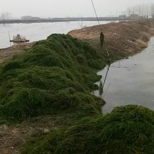 龙虾苗 青虾 龙虾养殖设备 种虾