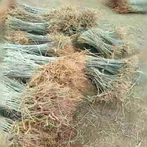 枸杞苗种植南北方种植 绿化占地枸杞苗产地装车发货
