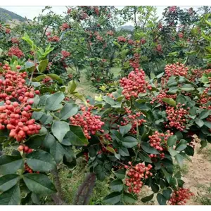 新起点园艺场1米高花椒苗价格 大红袍花椒苗报价多少钱 山东花椒苗基地