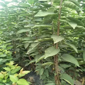 ����һ��ӣ���� ����ӣ���� �����õ��̼� ˧������ �۸�����