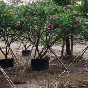 供应鸡蛋花8-12分