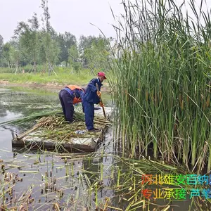 承接北京芦苇收割 北京公园芦苇收割 北京湿地芦苇收割 专业的活找专业的人