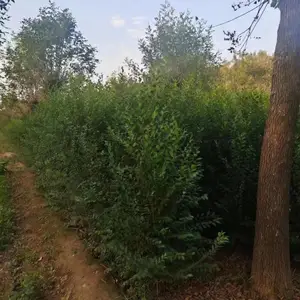 �������ж�����ľ��������������ϳ��۸�,2�׸����������,����С����ر���