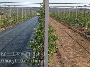 园艺地布-常年供应安徽黄山园林果树大棚防草布覆盖杂草效果好