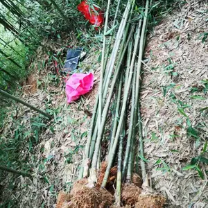 珠海大量提供绿化刚竹 珠海刚竹批发什么价格 珠海刚竹基地