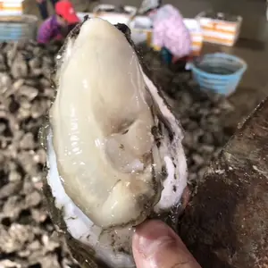 ��ˬ��� �տ�����ĵ�� �ʻ���� �����д���