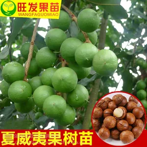 澳洲坚果苗 正宗早2号坚果苗嫁接苗 皮薄肉厚 干果苗耐寒树苗批发