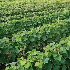 ��������õ���������Ѷ�����õ���������Ѷ�����õ��������������������Ʒ��