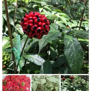 文山黑三七_药材黑三七种苗_野生黑三七供应基地
