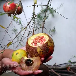 ����ʯ���� ˮ��ʯ�� ����ʯ������ֲ���� ����ͥԺ����������