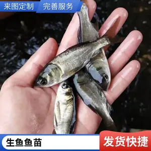 厂家销售鱼苗 缩骨大头鱼苗价格优惠 成活*** 红罗非