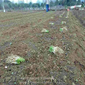 广西毛桃嫁接砧木苗毛桃芽苗蜂糖李砧木苗当年芽苗