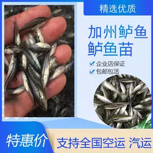 那曲加州鲈鱼苗苗场出售 宝悦水产加州鲈鱼苗