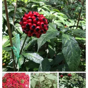 基地直供-云南黑人参-黑人参植技术-黑人参种子-