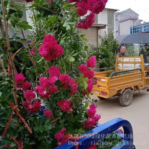 ��ľ�� ľ�㻨���ľ���ľ�����¼�Ǿޱõ����