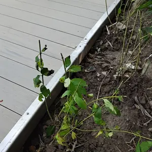 定制不锈钢种植池 商业街室外道路旁景观花坛围边切割焊接安装