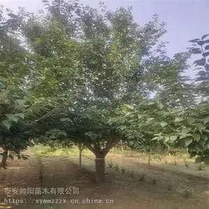 ӣ���� һ�� 8��������ӣ���� ��������� ����