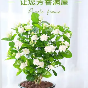 ���滨�m���Դ�����ľ�������ļ���ζŨ�ʺϼ�����̨��ֲ