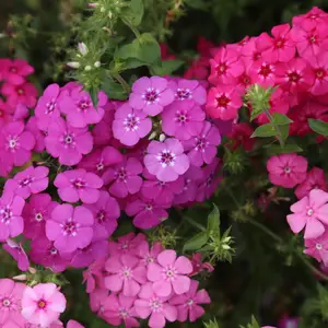 北京绿鑫花种福禄考