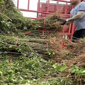 两年连翘苗种植基地~山西绛县连翘苗~2年药用3号连翘苗价格
