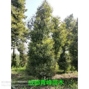 桢楠基地直销、金丝楠木价格