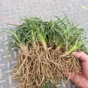 日本矮麦冬草价格 矮麦冬草哪里有 无需修剪麦冬草