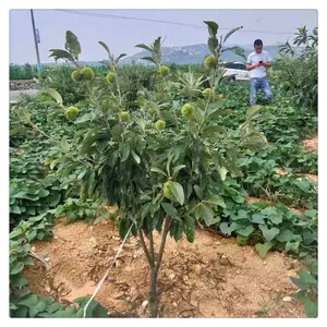 3公分板栗苗批发 3公分板栗树苗价格 润景大红袍板栗基地