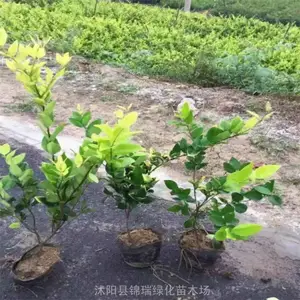 �����Ʒ��������ý�ɭŮ�� Ҷɫ���� �ͺ����� ��Ӧ��ǿ