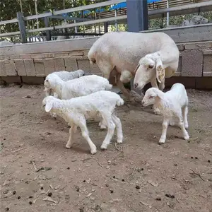 �������������ź��ӽ��������̥���⿹���ͺ���Ӧ����ǿ������Ч���ʺϸ�����ֳ